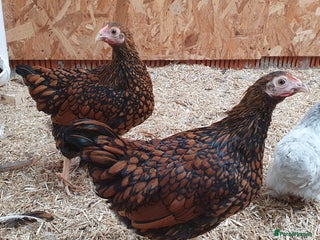 Chickens poultry - Advert 14