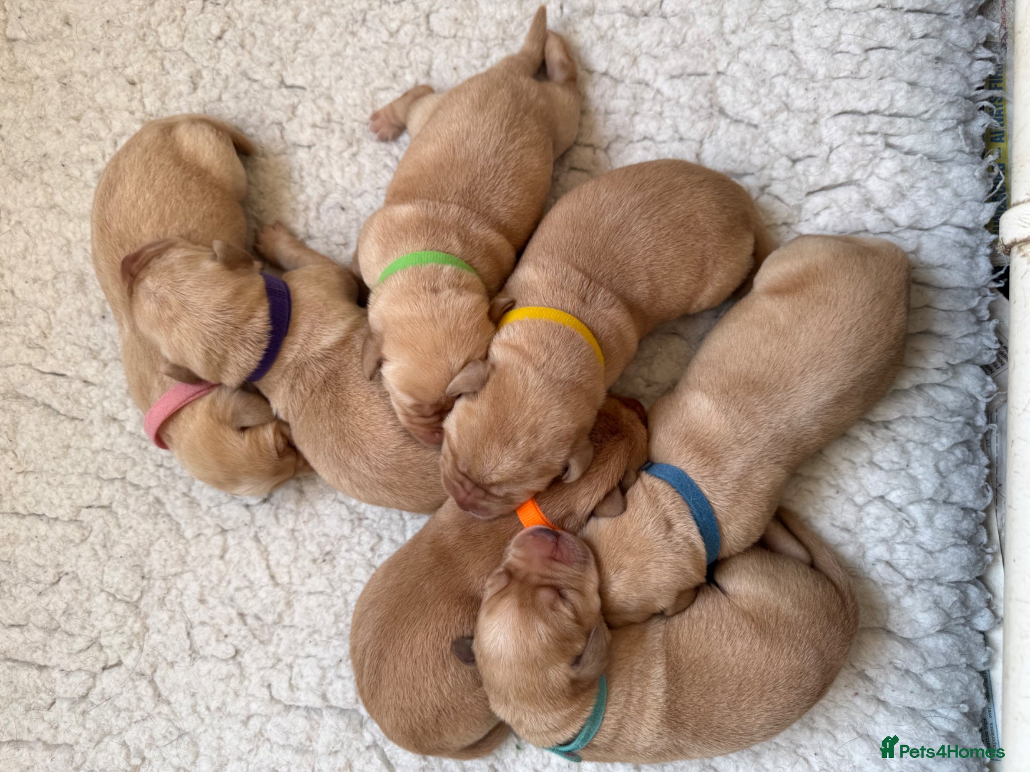 Labrador Retriever dogs K.C.Reg Superb Labrador Puppies - Advert 2