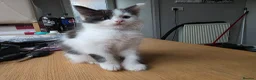 British Longhair cats for sale: Black and white kitten in Stockport - Advert 5