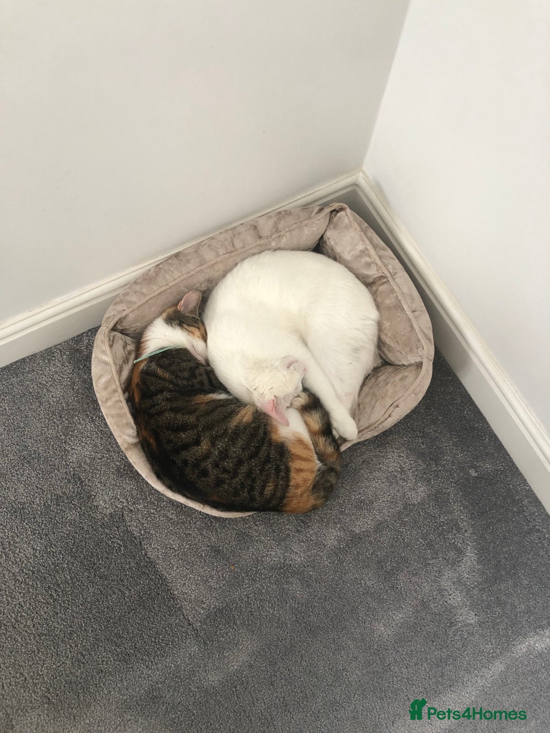 British Shorthair cats for sale: cute cats  - Advert 5