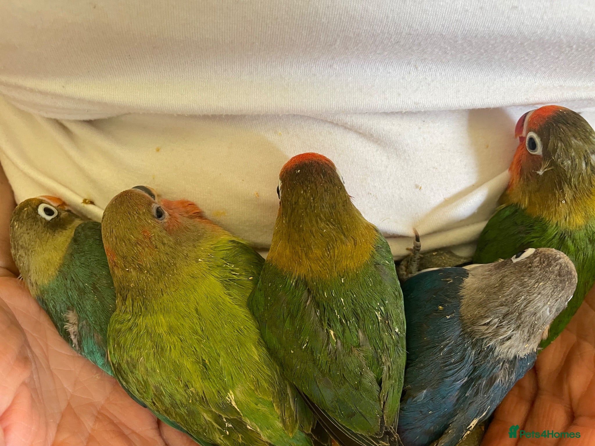 Lovebirds birds Hand reared baby lovebirds - Advert 1