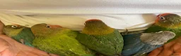 Lovebirds birds for sale: Hand reared baby lovebirds - Advert 4