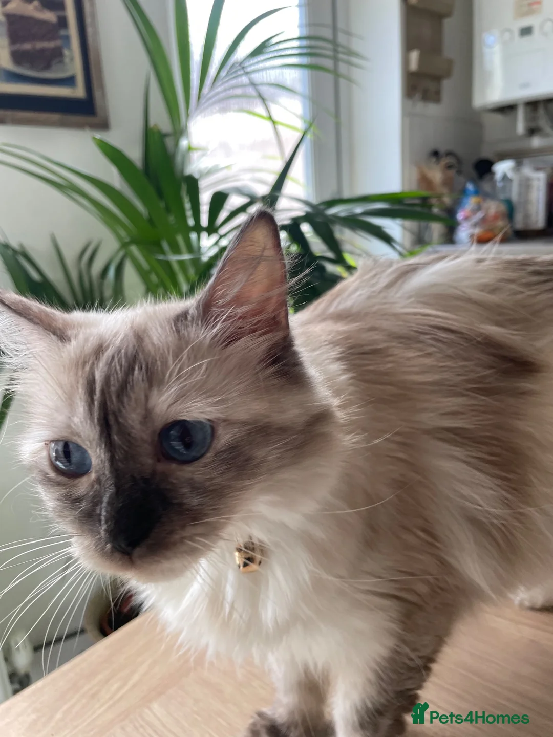 Ragdoll cats for sale: NOT BORN YET- RAGDOLL TURQUOISE FUR in Bideford - Advert 3