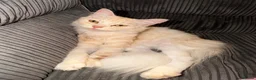 Mixed Breed cats for sale: White & ginger cat in Bristol - Advert 1
