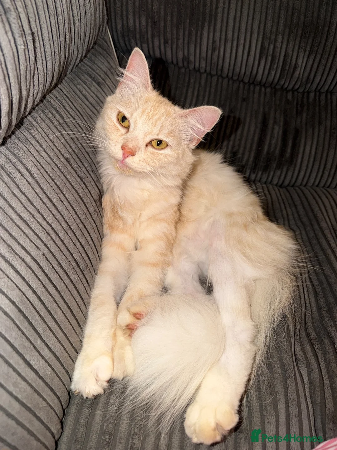 Mixed Breed cats for sale: White & ginger cat in Bristol - Advert 1