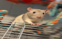 Rat rodents for sale: 2 male rats with cage  - Image 2