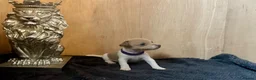 Jack Russell dogs for sale: Beautiful Jack Russell pups  - Advert 9