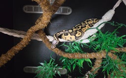 Python Snake reptiles for sale: Royal Python complete set up - Image 1