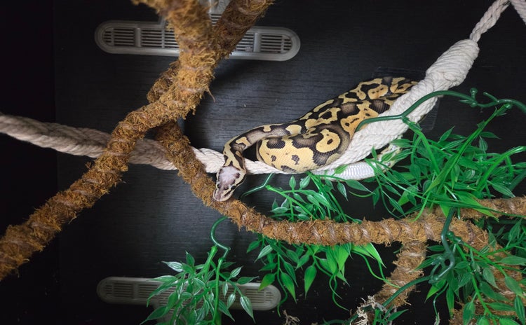 Python Snake reptiles - Advert 1