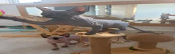 Sphynx cats for sale: Stunning sphinx kittens ready now - Advert 3