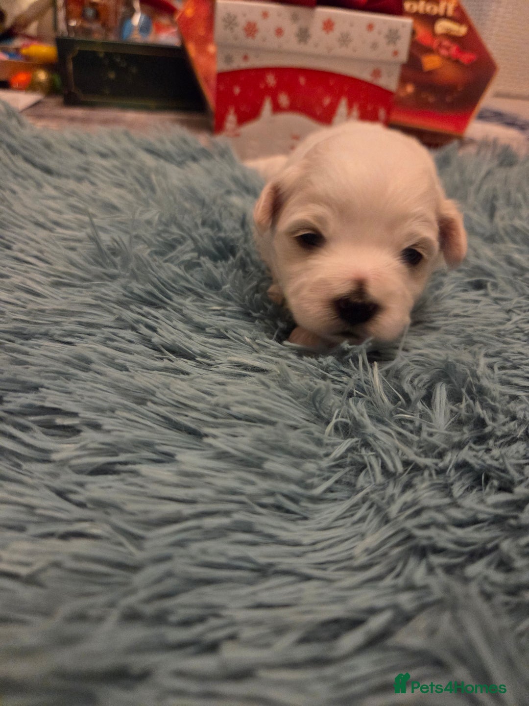 Bichon Frise dogs for sale: Cute little puppies 🩷🩷🩷 - Advert 9