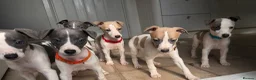 Whippet dogs for sale: litter of 8 pups 5x boys 3x bitches. price reduced - Advert 3