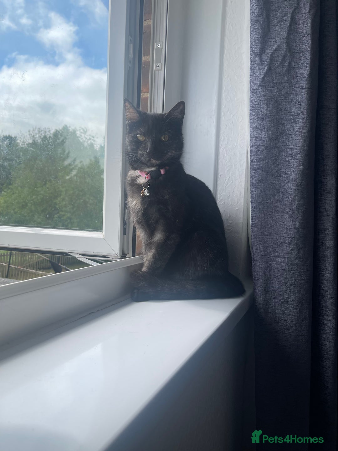 Mixed Breed cats for sale: Rosie - Advert 1