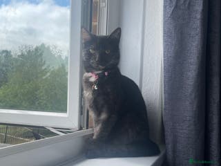 Mixed Breed cats Rosie - Advert 3