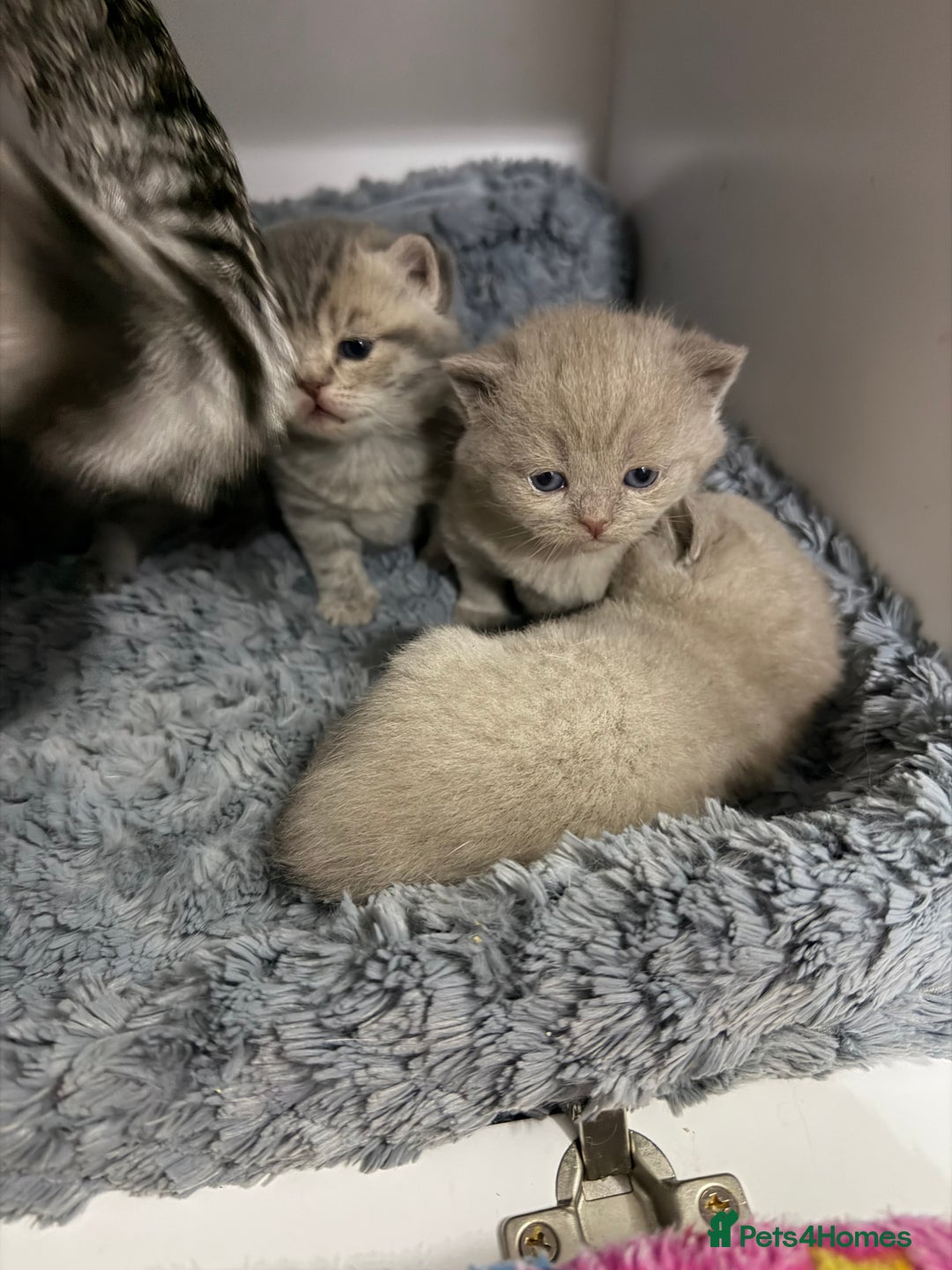 British Shorthair cats for sale: British short hair kittens  - Advert 11