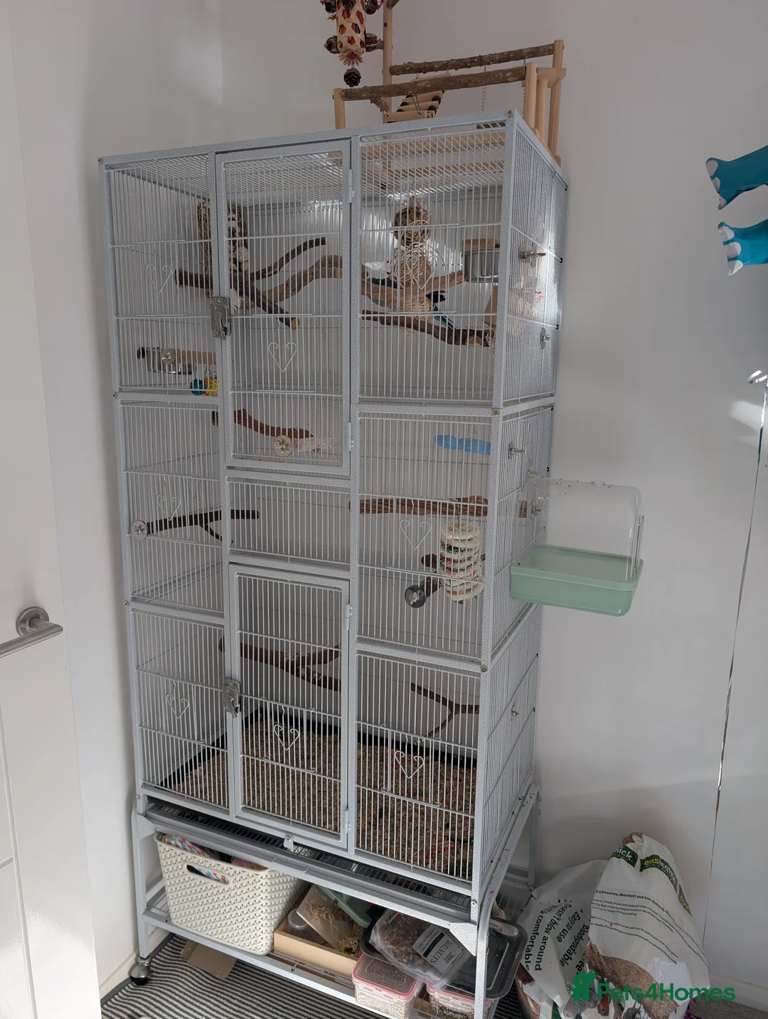 Mixed Breed birds for sale: Heartbreaking Rehoming – Quaker Parrot (Female) 💙 - Advert 9