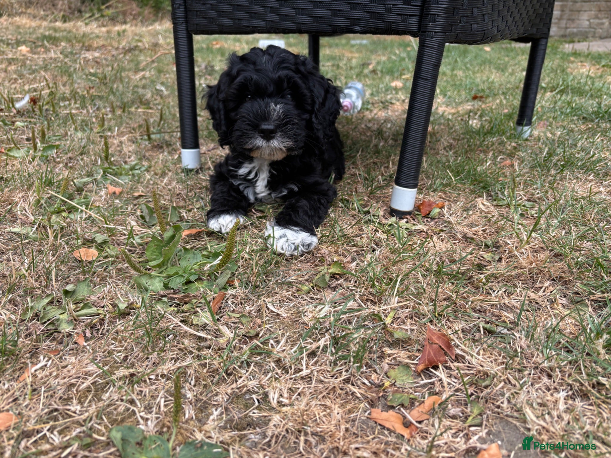 Cockapoo dogs 1 girl cockapoo left ready  - Advert 6