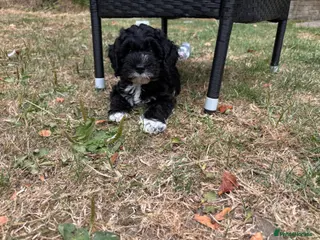 Cockapoo dogs 1 girl cockapoo left ready - Advert 6