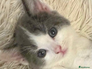 Mixed Breed cats BUTTONS NEEDS HIS FAMILY ( BSH x ragdoll ) - Advert 14