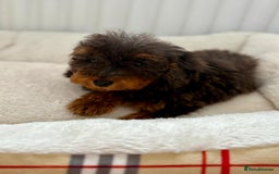 Cockapoo dogs for sale: BEAUTIFUL COCKERPOO PUPPIES  - Image 5