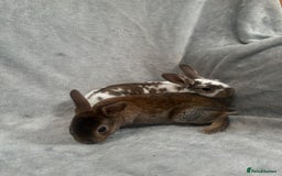 Rex rabbits for sale: Baby Rex baby’s ready in 3 weeks - Image 4