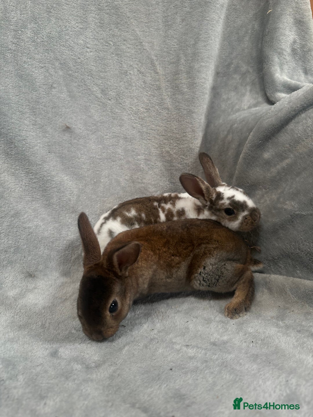 Rex rabbits for sale: Baby Rex baby’s ready in 3 weeks - Image 4
