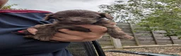 Cockapoo dogs for sale: F2b cockapoo pups health test parents - Advert 3