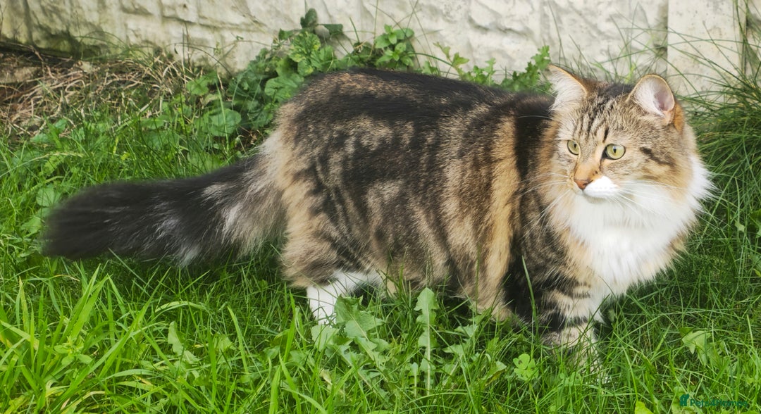 Mixed Breed cats for sale: Stunning girl looking for a loving home - Image 4
