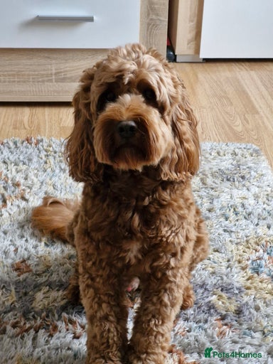 Gallery Image {{count}}