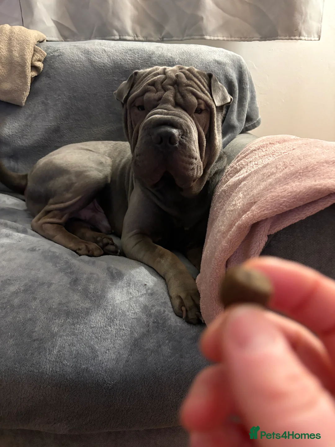 Shar Pei dogs for sale: Male sharpei for sale  - Advert 3