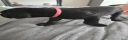 Great Dane dogs for sale: Great dane pups  - Advert 14