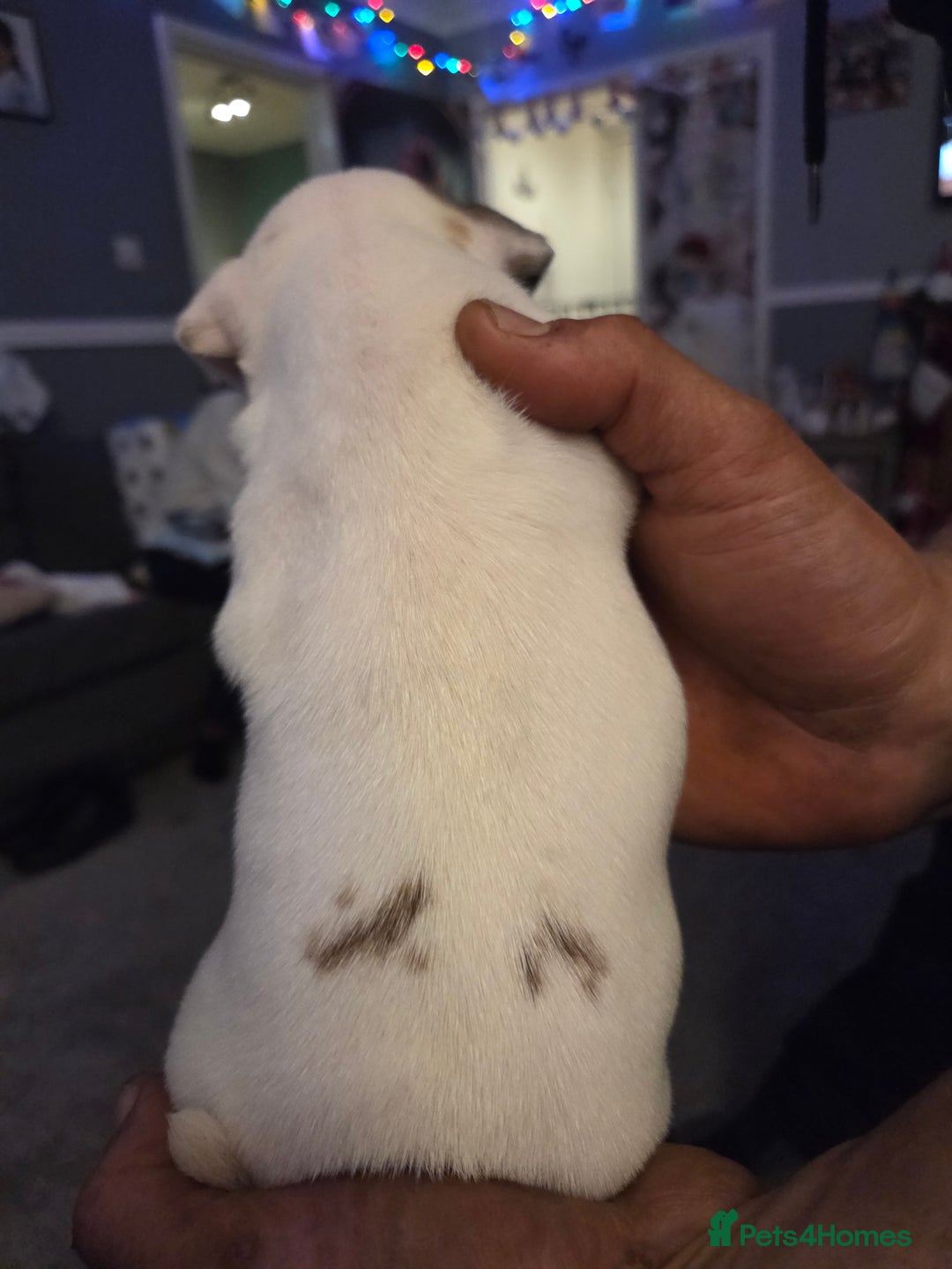 Jack Russell dogs for sale: Jack russell puppy  - Advert 6