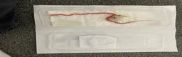 Corn Snake reptiles for sale: Corn Snakes - Advert 8