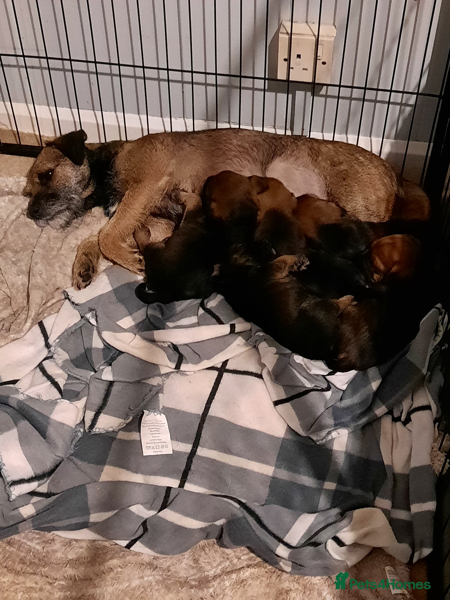 Border Terrier dogs for sale: border terrier puppies - Advert 1