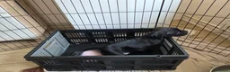Mixed Breed dogs for sale: 6 puppies - Advert 6