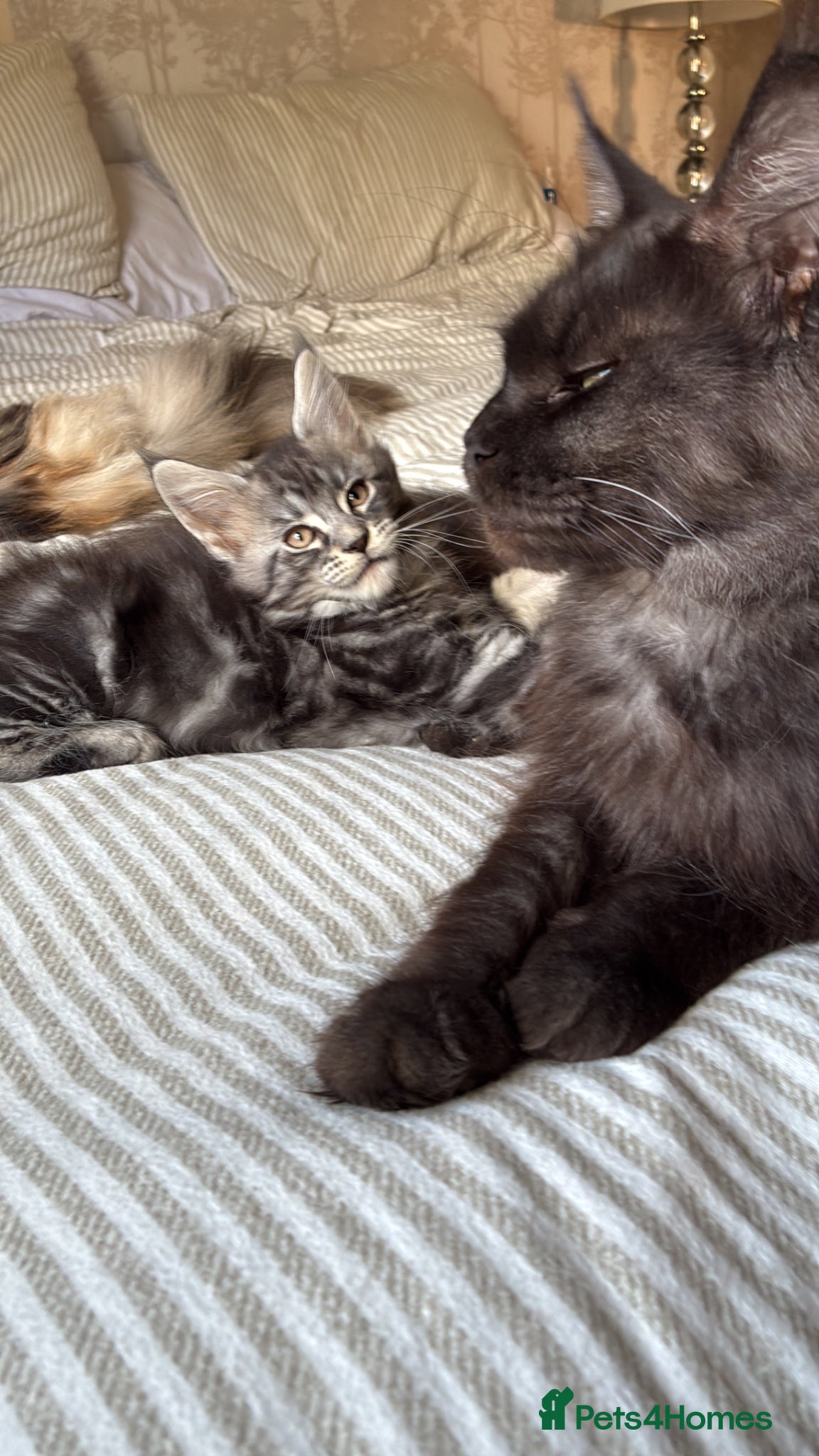 Maine Coon cats Maine coon kittens  - Advert 10