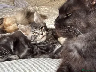 Maine Coon cats Maine coon kittens - Advert 10