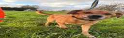 Mixed Breed dogs for adoption: Fry - Norwich Norfolk  - Advert 13