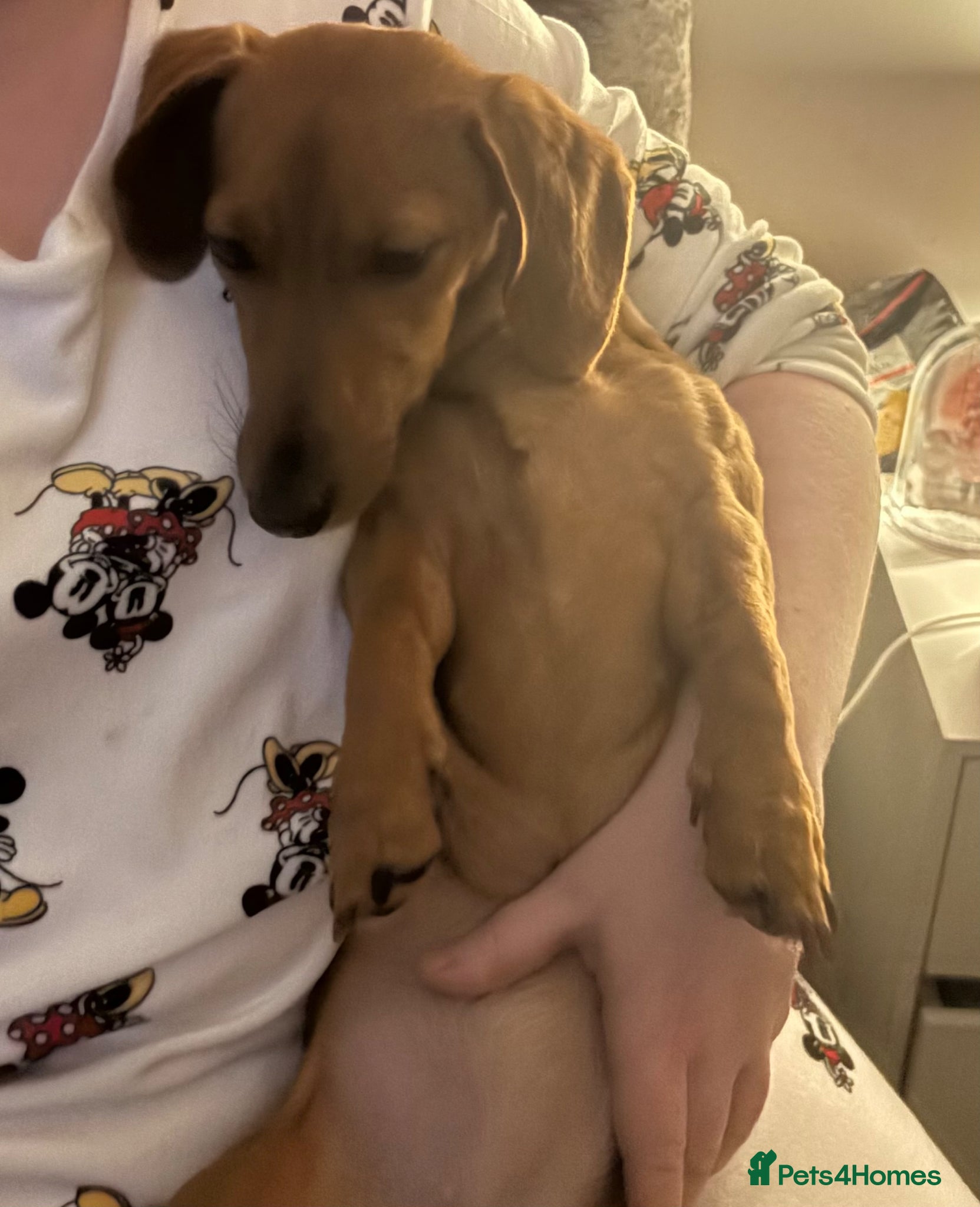 Jackshund dogs Beautiful female - Advert 1