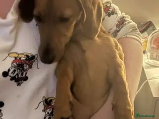 Jackshund dogs Beautiful female - Advert 1