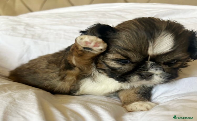 Shih Tzu dogs - Advert 11