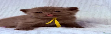 Cinamon boy YELLOW collar