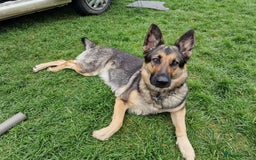 German Shepherd dogs for sale: German Shepherd puppies - Image 2