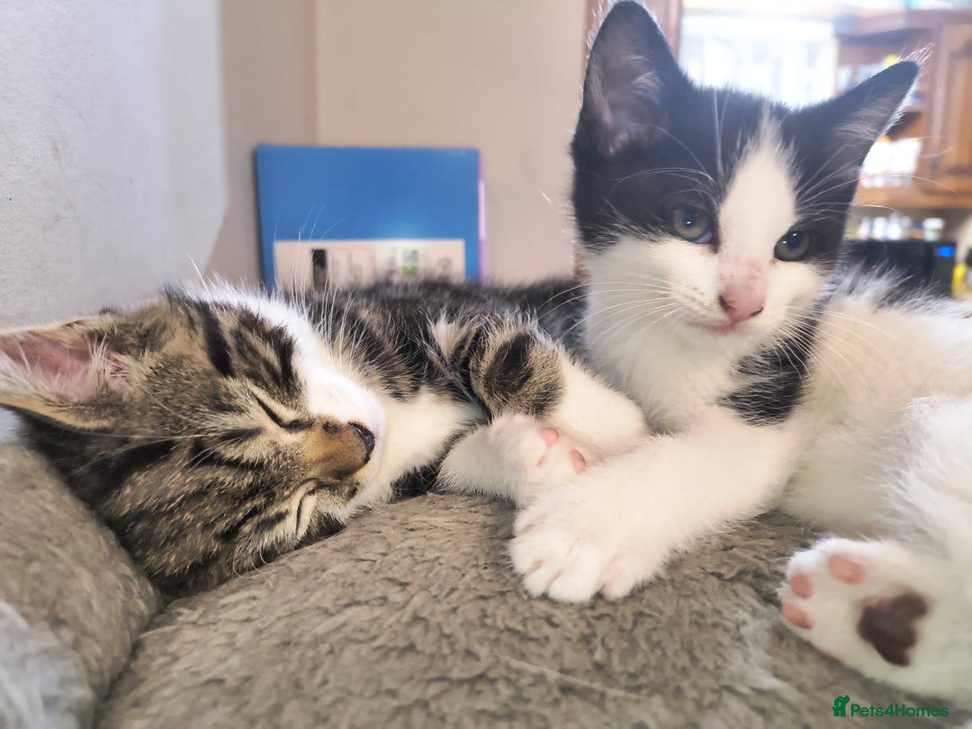 Mixed Breed cats for sale: 2 Beautiful boy Kitten - Advert 1
