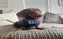 Miniature Dachshund dogs for sale: 2 year old Miniature Dachshund - Image 1