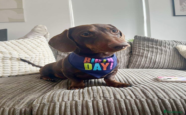 Miniature Dachshund dogs - Advert 2