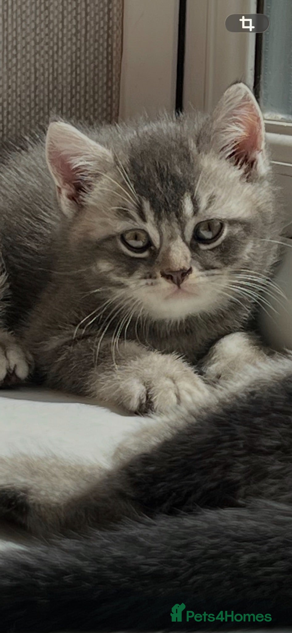 British Shorthair cats Ready now British shorthair kittens - Advert 1
