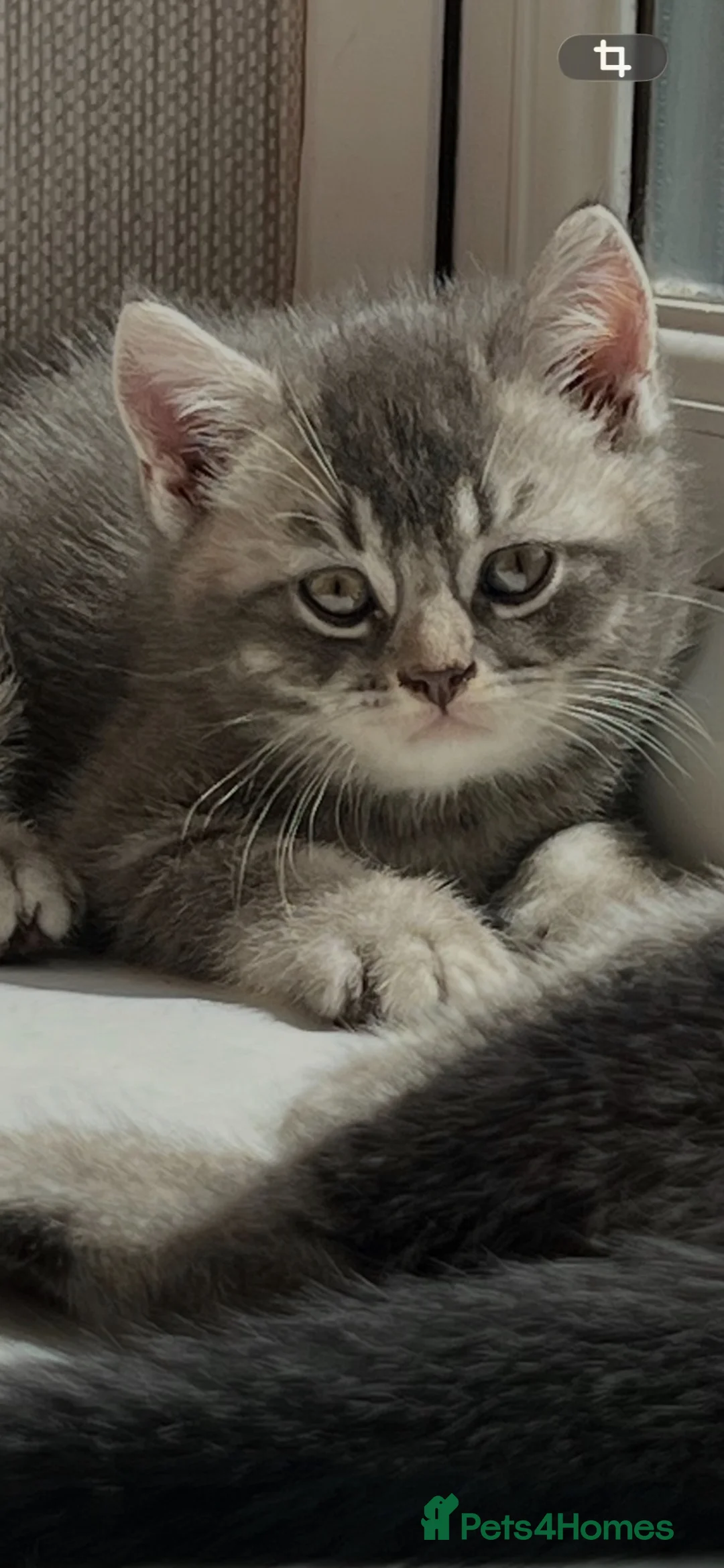 British Shorthair cats for sale: Ready now British shorthair kittens - Advert 1