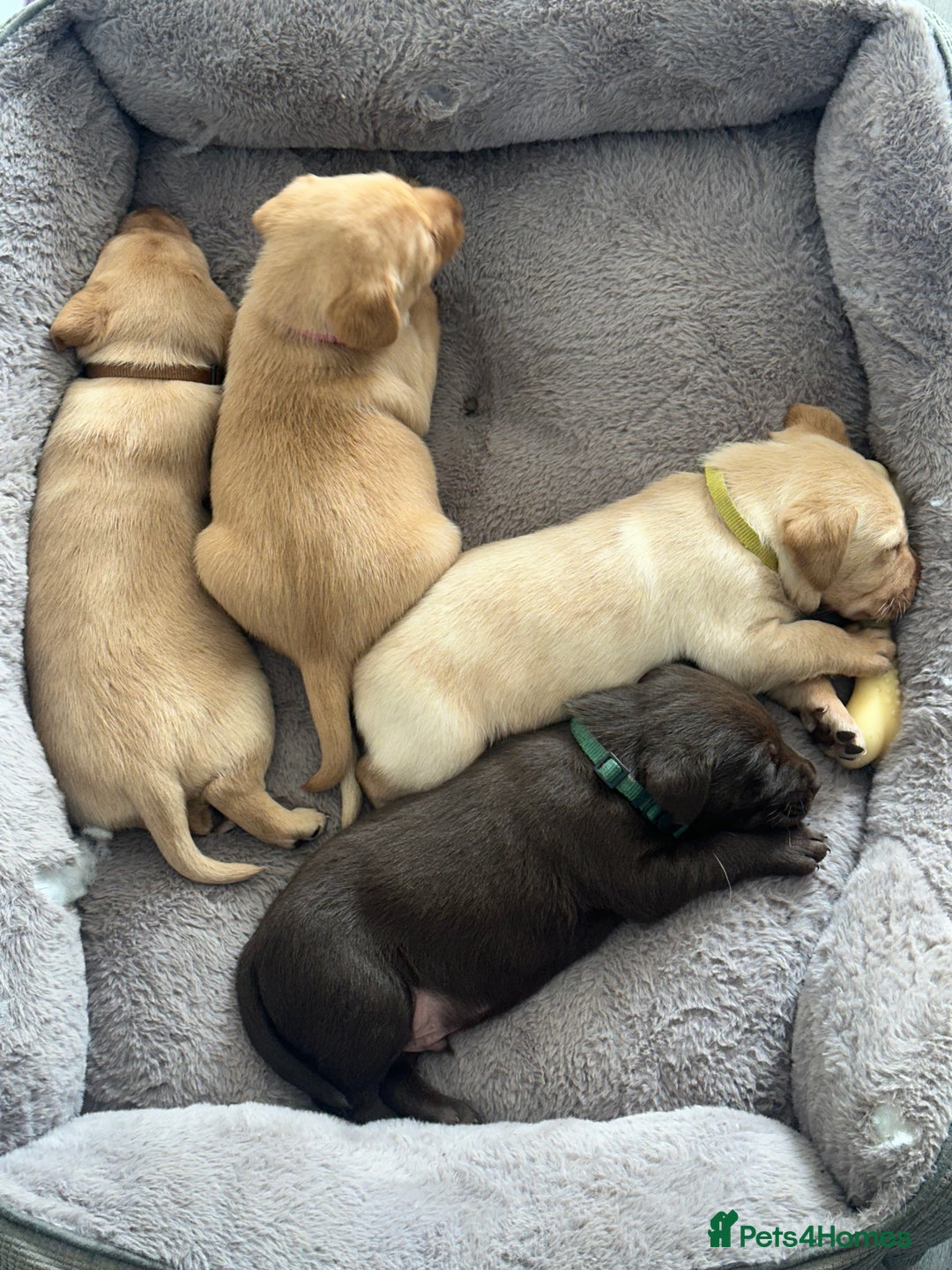Labrador Retriever dogs for sale: Heath checked Beautiful chunky labrador puppies  - Advert 6