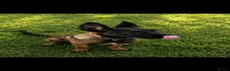 Belgian Shepherd Dog dogs for sale: 6 month old Belgian Malinois in Canvey Island - Advert 3